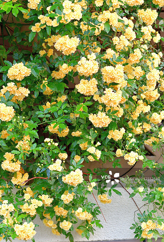 木香花图片素材