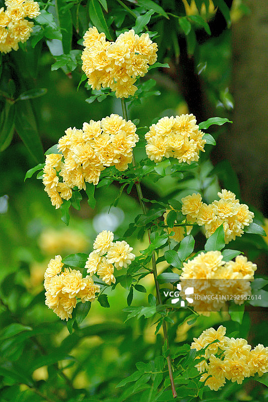 木香花图片素材