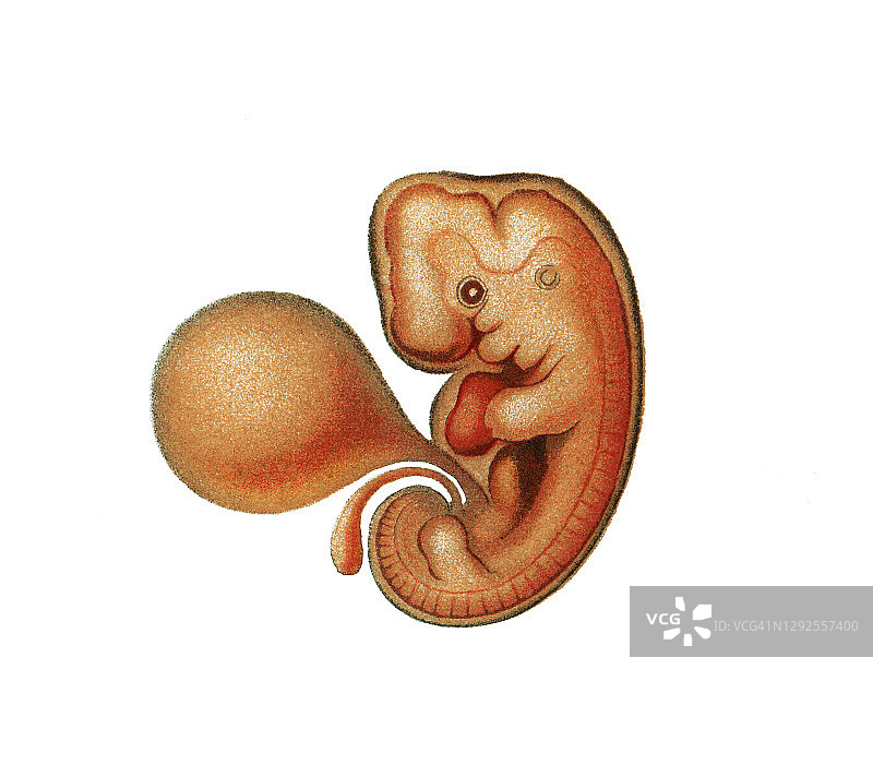 第五周胚胎的古老版画插图图片素材