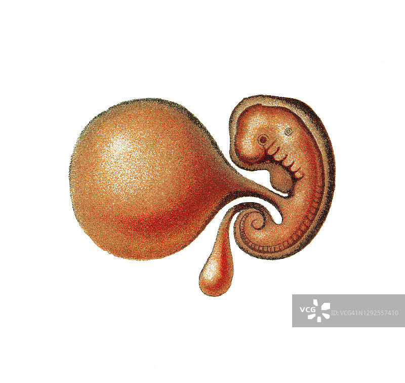 羊膜中第三周的胚胎古版画图片素材