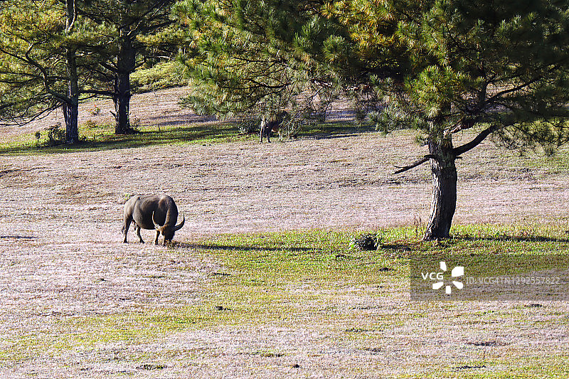 粉色草坡上的水牛图片素材