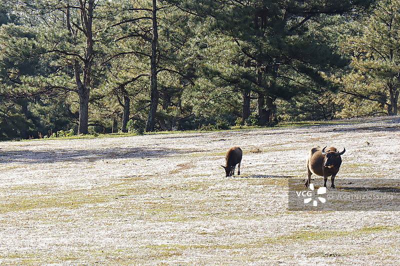 粉色草坡上的水牛图片素材
