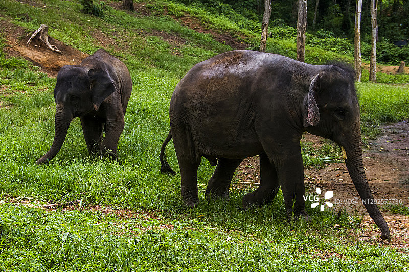大象行走图片素材