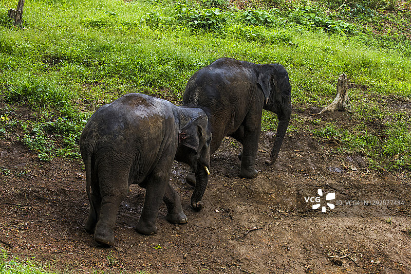 大象行走图片素材