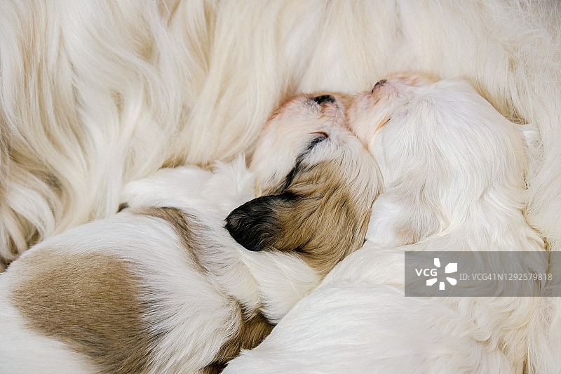 四周大的哈瓦那比熊幼犬图片素材