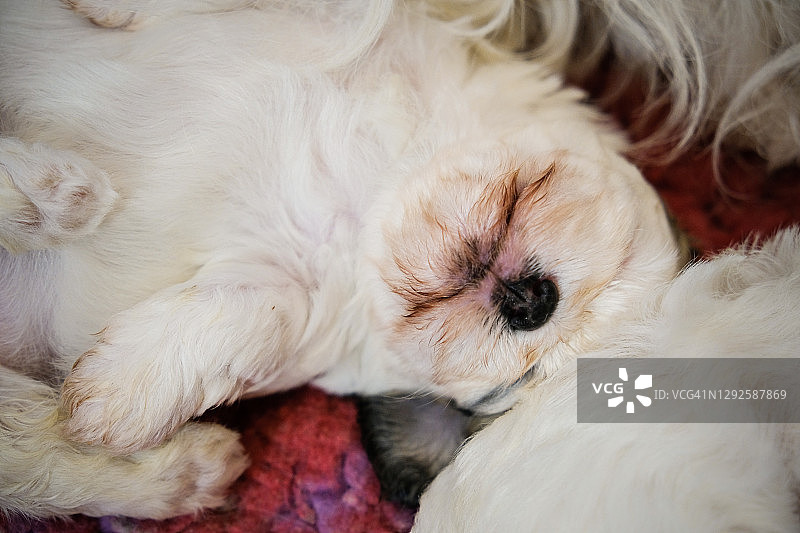 四周大的哈瓦那比熊幼犬图片素材