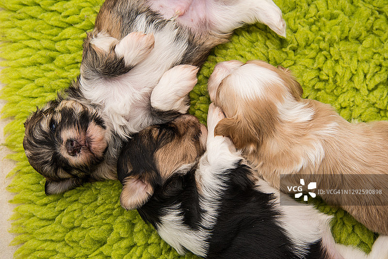四周大的哈瓦那比熊幼犬图片素材