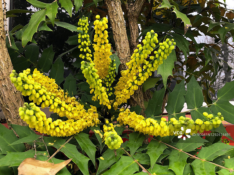 十大功劳花图片素材