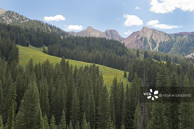 科罗拉多州的野花图片素材