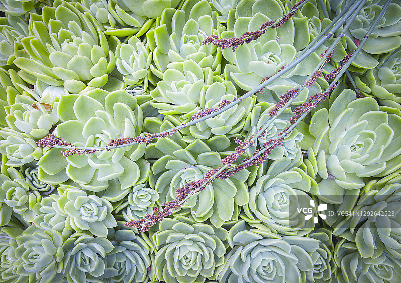 花园里的多肉植物图片素材