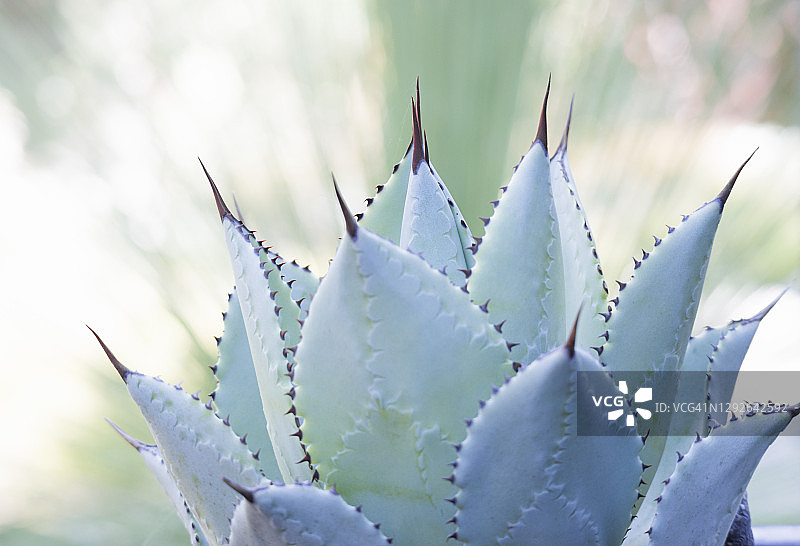 花园龙舌兰特写镜头图片素材