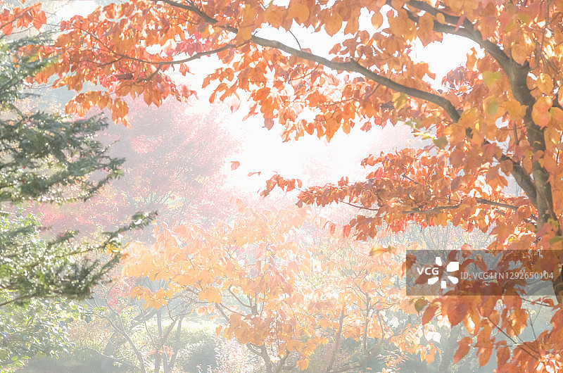 日本山之内町的秋色图片素材