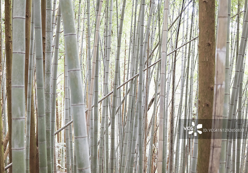 日本四国比良石山的竹林图片素材