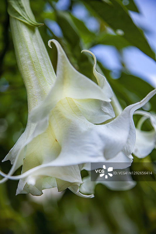 曼陀罗花图片素材