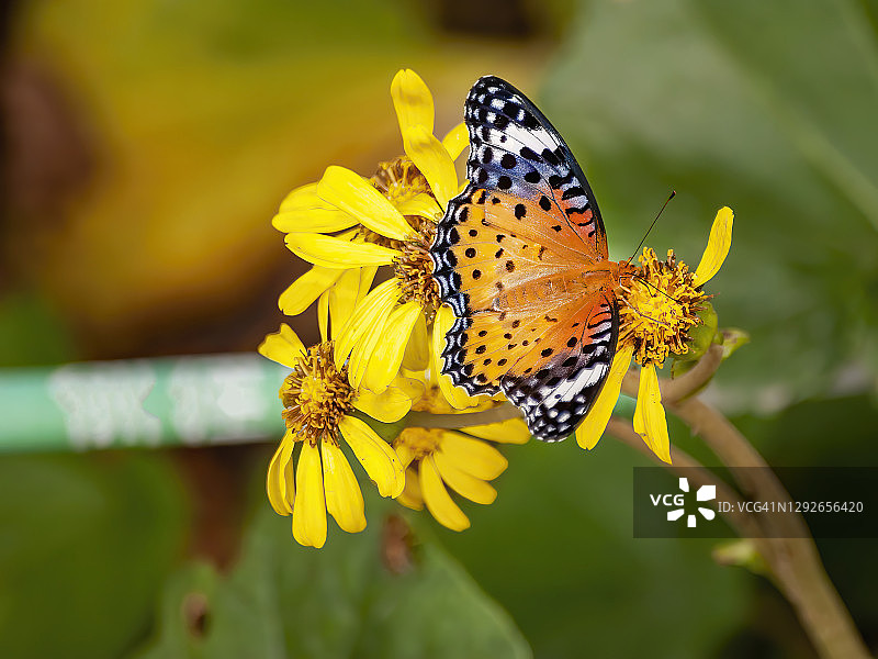 丝灰蝶图片素材