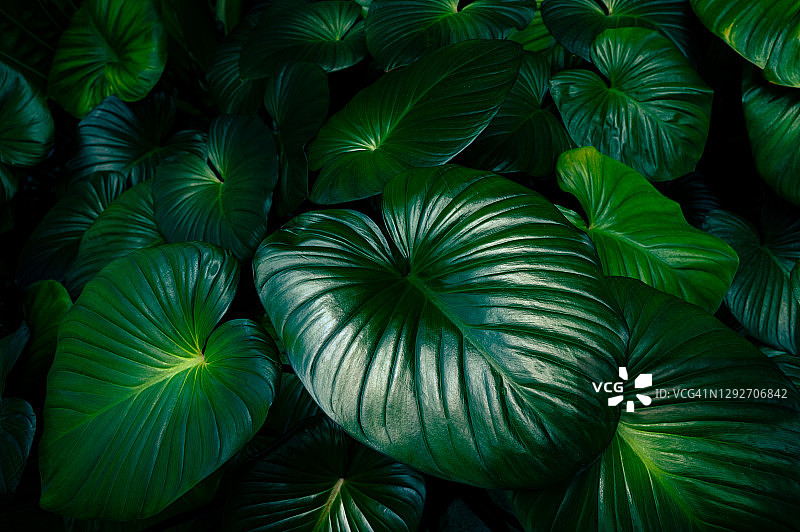 热带叶彩色花深色热带叶自然背景深绿色叶自然图片素材