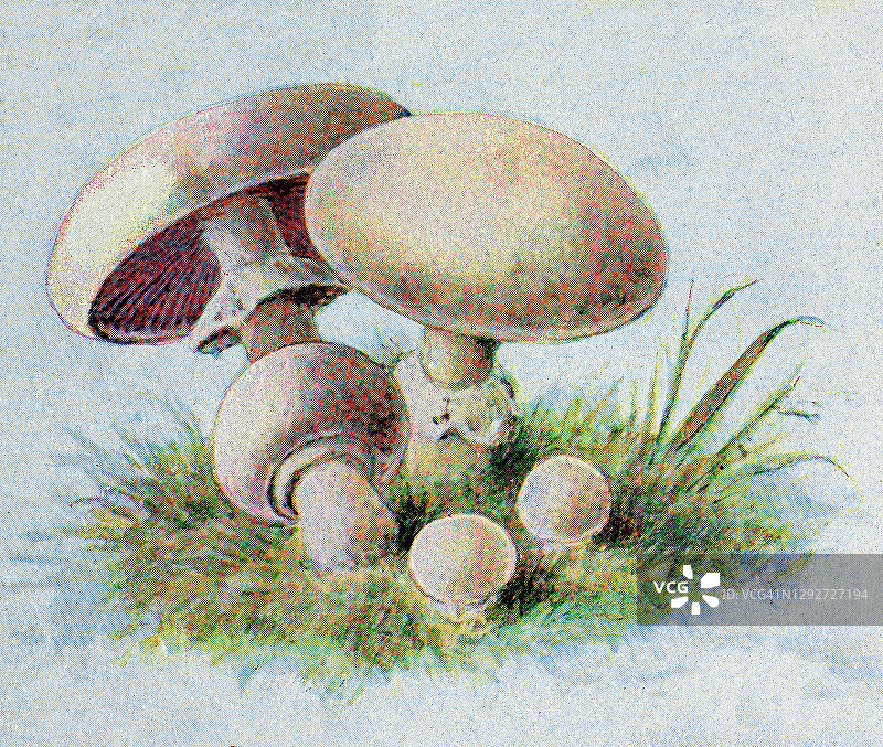 食用真菌、蘑菇老式雕刻插图图片素材