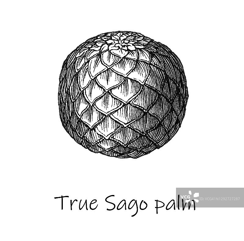西谷椰子树的古老雕刻植物学图图片素材