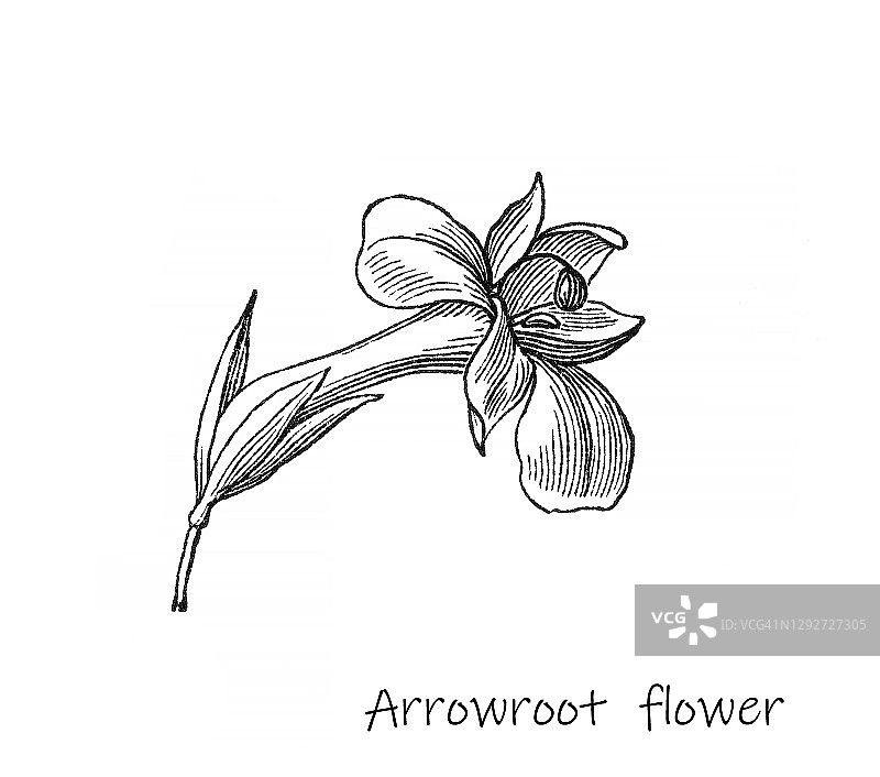 古老的植物雕刻插图：竹芋图片素材