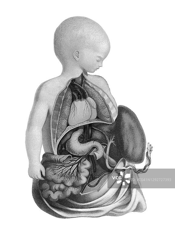 出生前血液循环古老版画插图图片素材