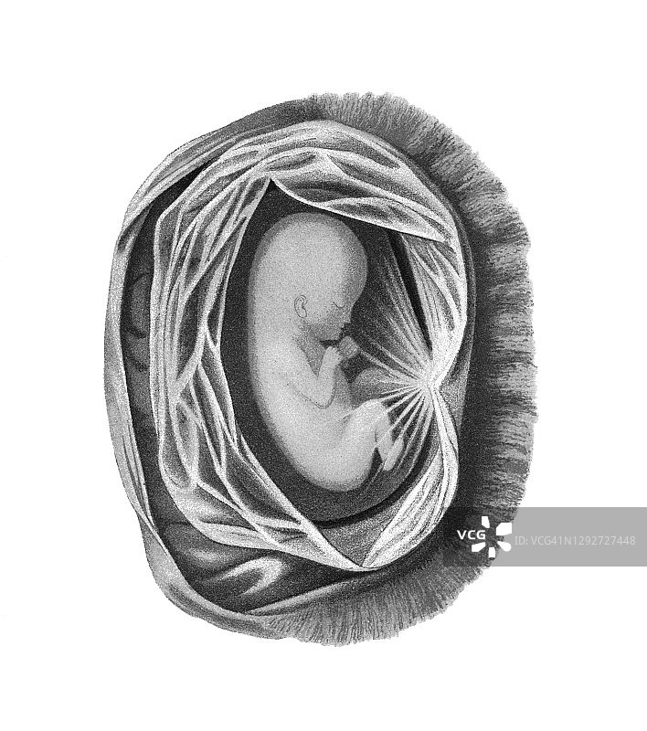古代雕刻插图：12周大的胎儿，显示包裹在羊膜中图片素材