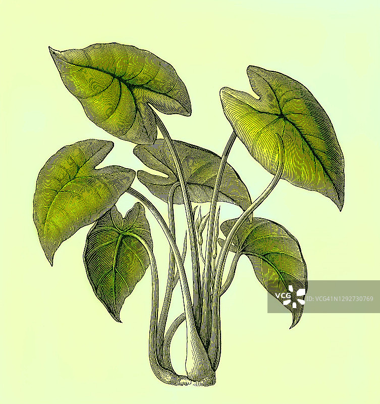 老式植物学雕刻插图：芋图片素材