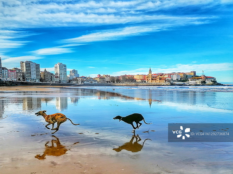 在海滩上奔跑的狗图片素材