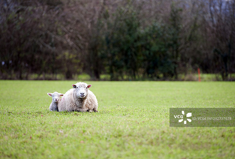 英国德文郡冬季母羊与小羊图片素材