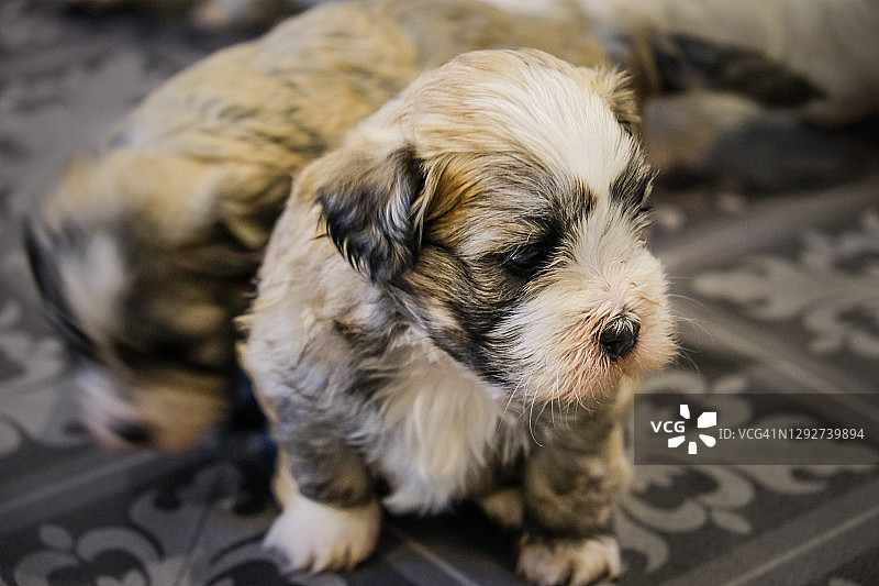 4周大的哈瓦那犬幼犬图片素材