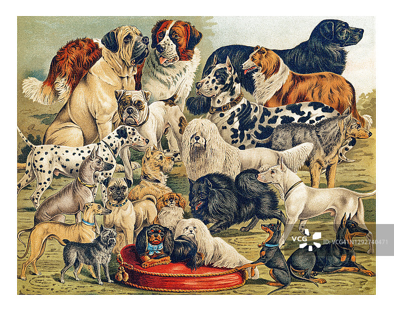 犬种古老雕刻插图图片素材