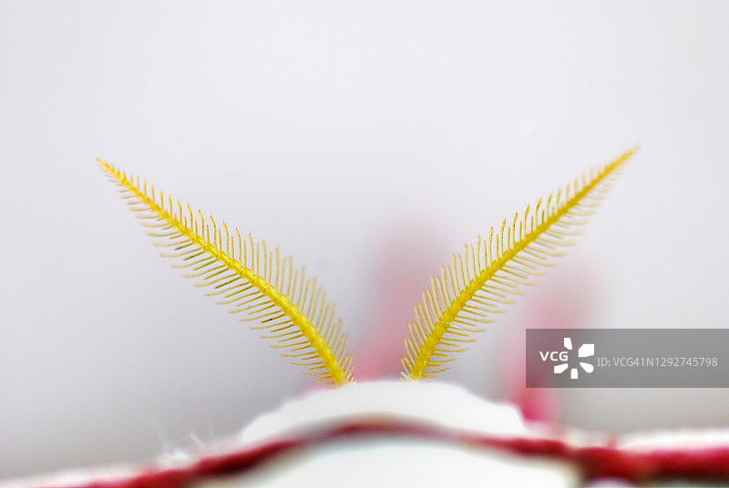 飞蛾触角的特写图片素材