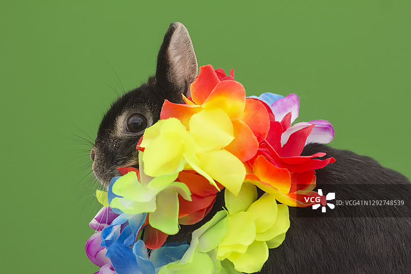 绿色背景上的兔子与彩色花环图片素材