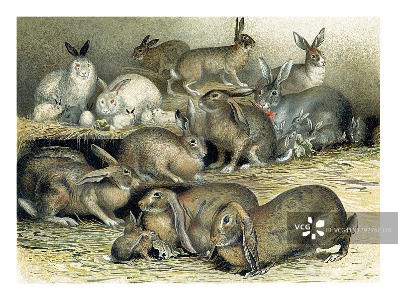 野兔和家兔的老式雕刻图图片素材