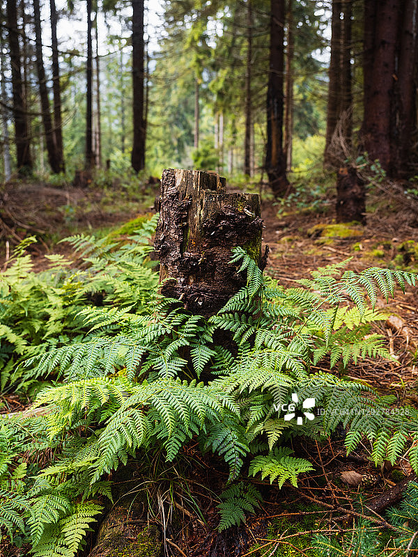 松树林中木桩上的蕨类植物特写图片素材