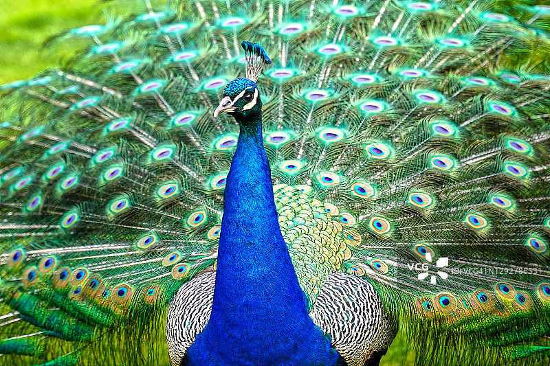 孔雀图片素材