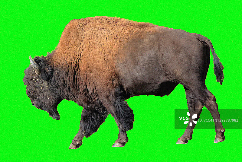 绿幕上的木制美洲野牛图片素材