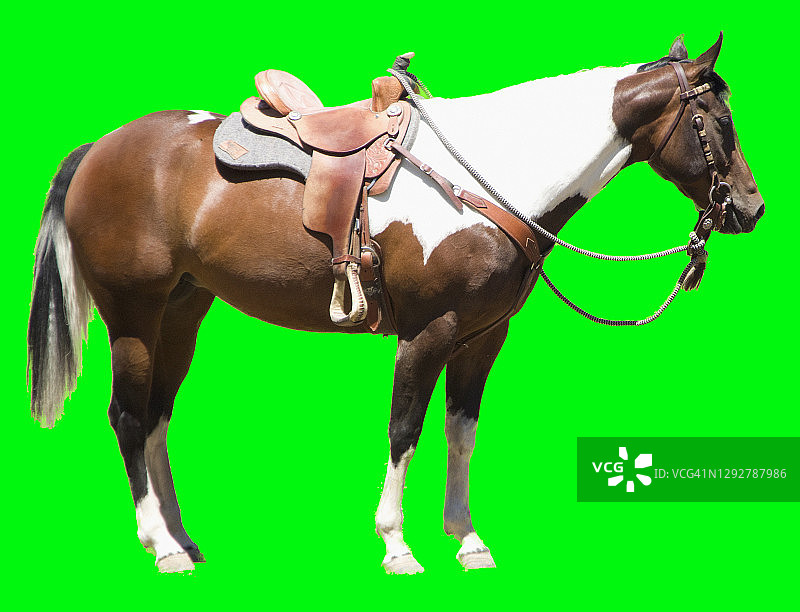 绿幕上的花马图片素材