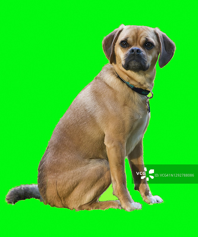 绿幕上的哈巴戈犬图片素材