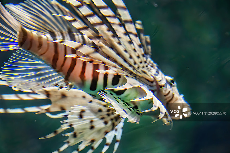 红色狮子鱼图片素材