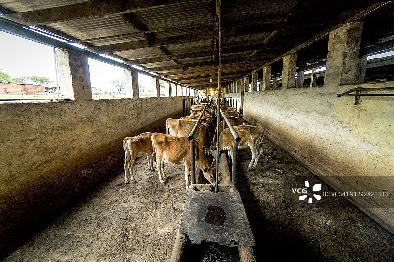 南非姆普马兰加省有机农场的泽西奶牛图片素材