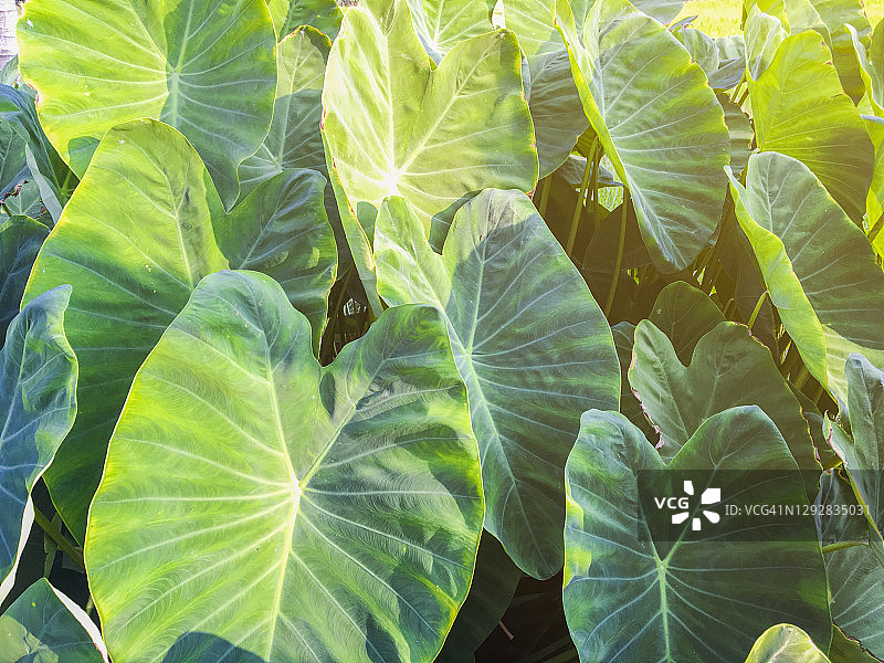绿色芋头叶特写镜头图片素材