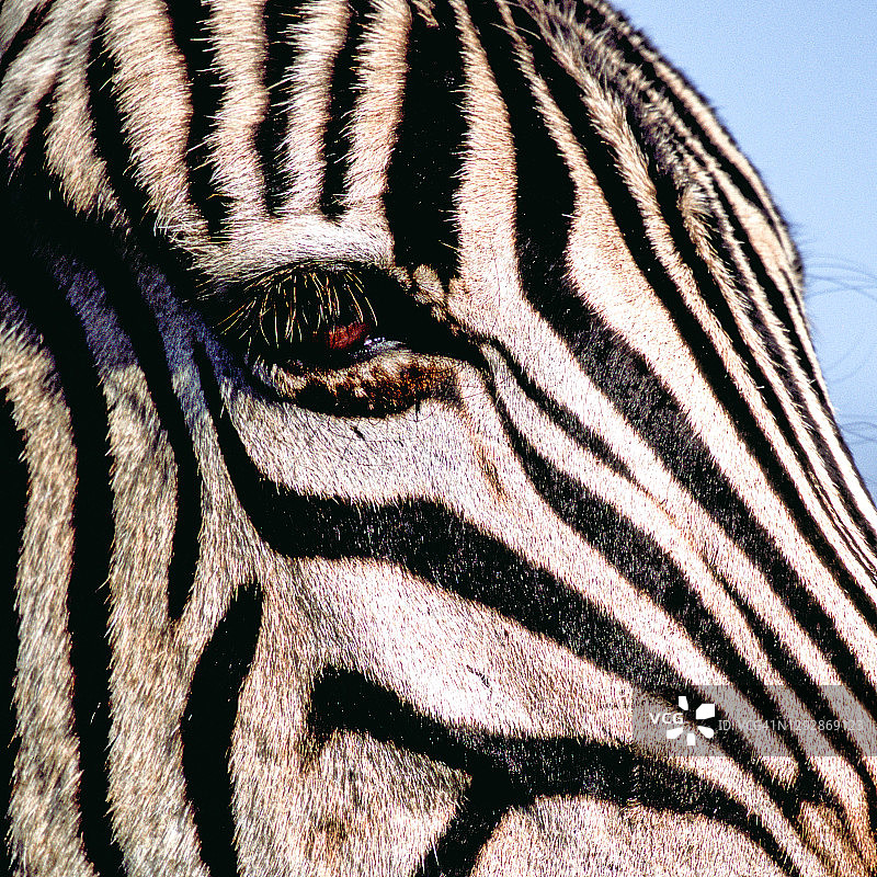 南非，布切尔斑马图片素材