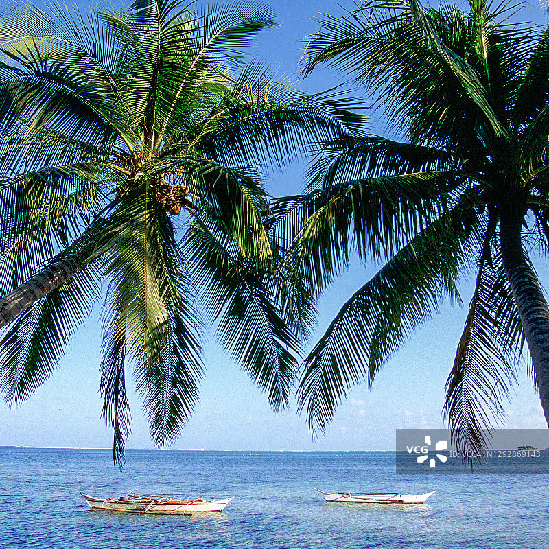 菲律宾锡亚高岛的椰子树图片素材