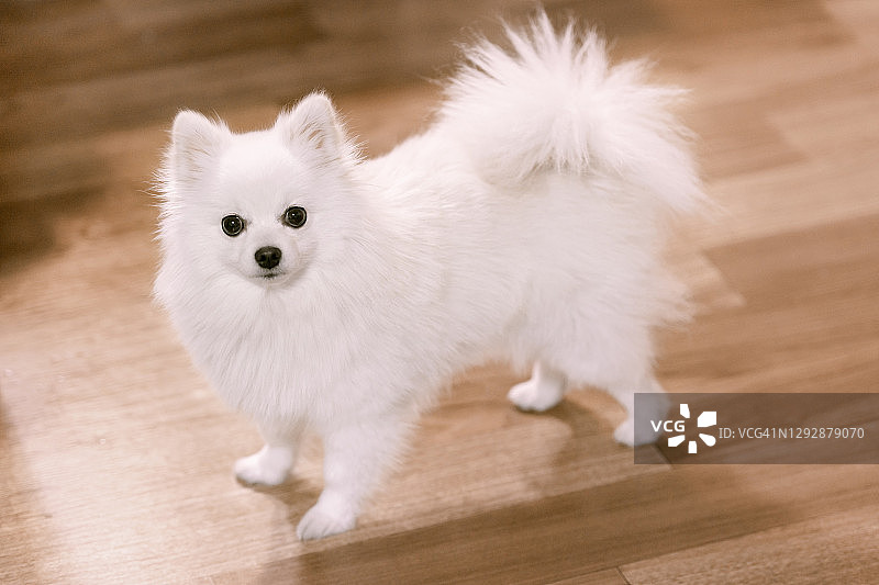 波美拉尼亚的图片素材