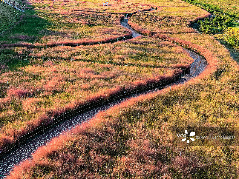 韩国金泉粉黛乱子草的俯视图图片素材