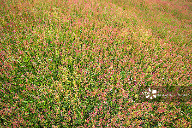 羊酸模图片素材