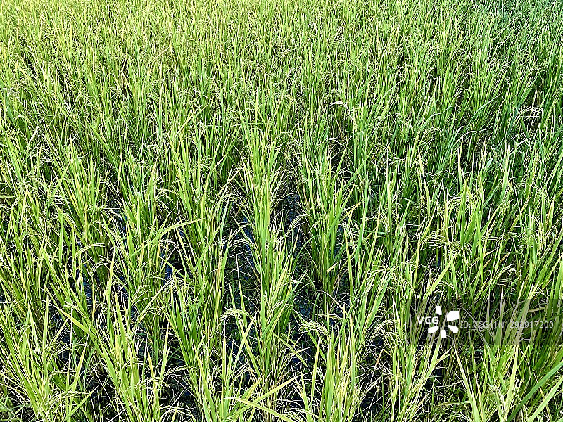 泰国稻田特写图片素材