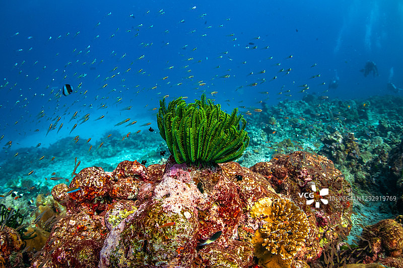 覆盖着鱼群的人工鱼礁图片素材