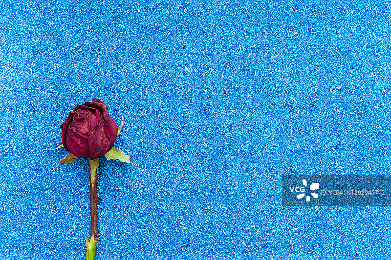 蓝色背景上的干玫瑰图片素材
