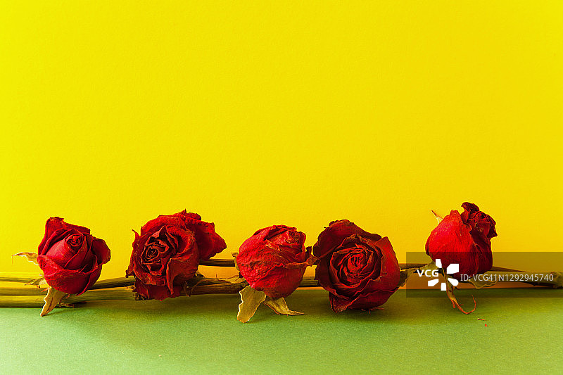 黄色背景上的五朵干玫瑰图片素材